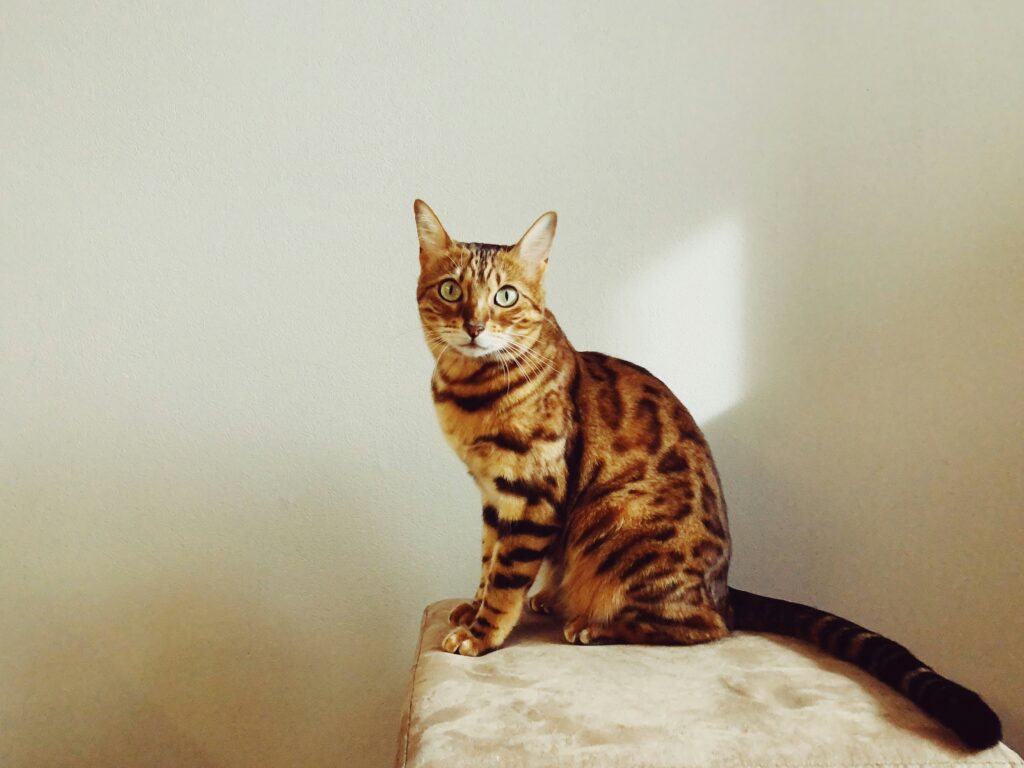 10 best Bengal cat