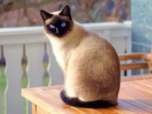 Siamese cat