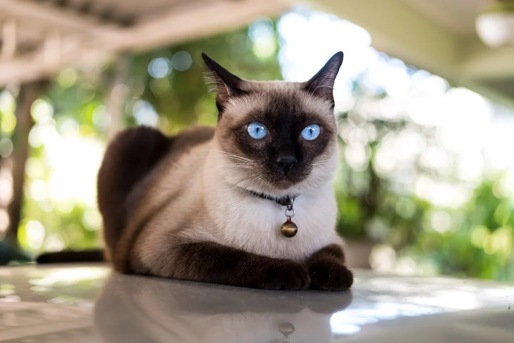 Siamese cat