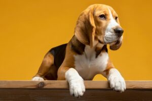 Beagle Dog