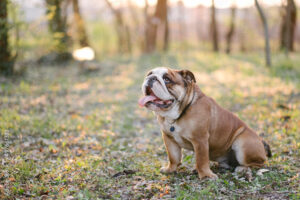 Bulldog