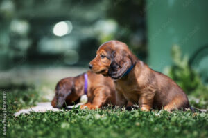 Dachshund Dog 