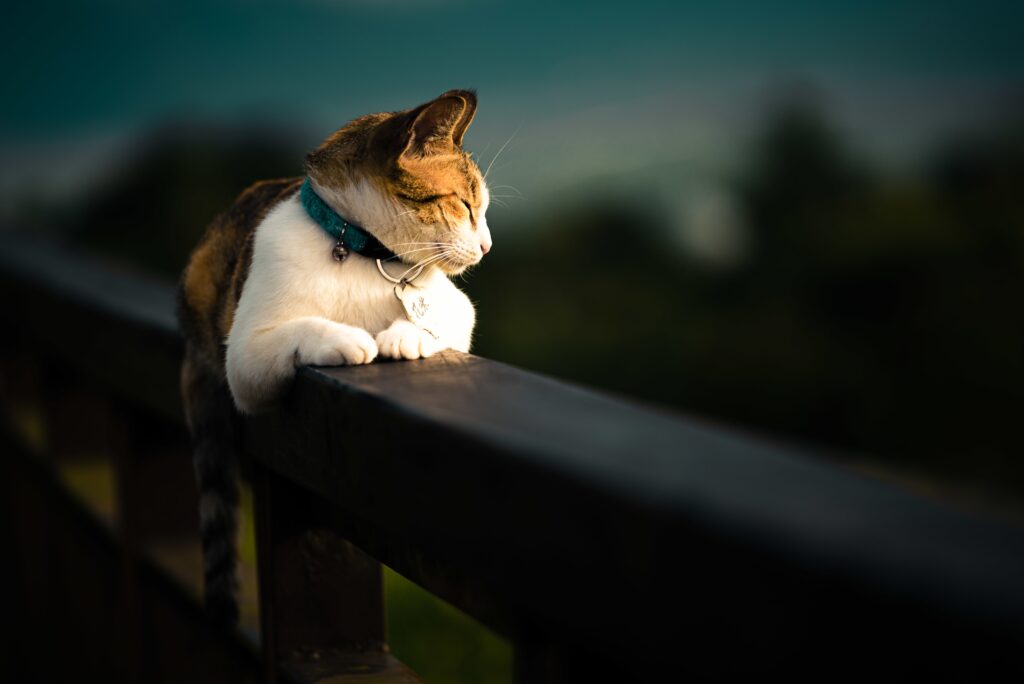 Turkish Angora cat