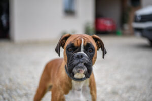 Boxer Dog