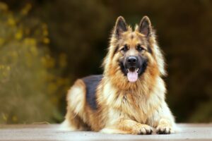  German Shepherd